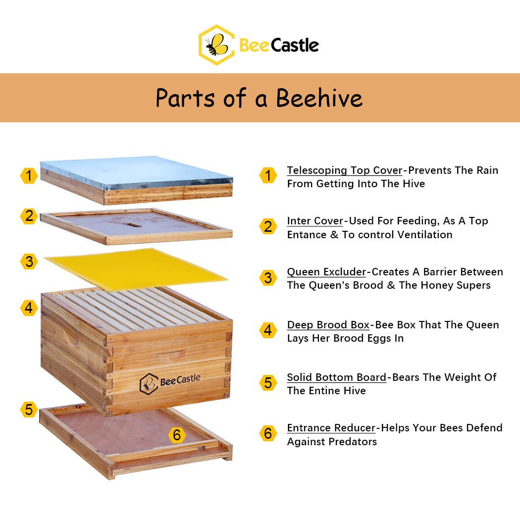 10-Frame Bee Hives and Supplies Starter Kit,Beehive Kit Dipped in 100% Beeswax,Bee Keeping Supplies-All Beginners Kit Includes Beekeeping Supplies Tool Set and Bee Suit.