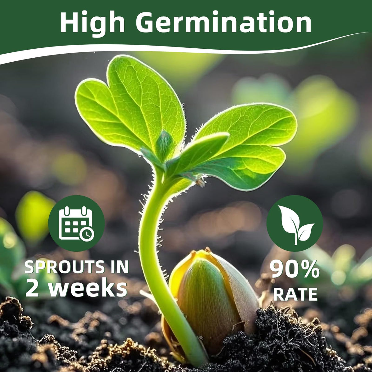 Fall Winter Vegetable Heirloom Seeds-20,000+ High Yield Garden Seeds