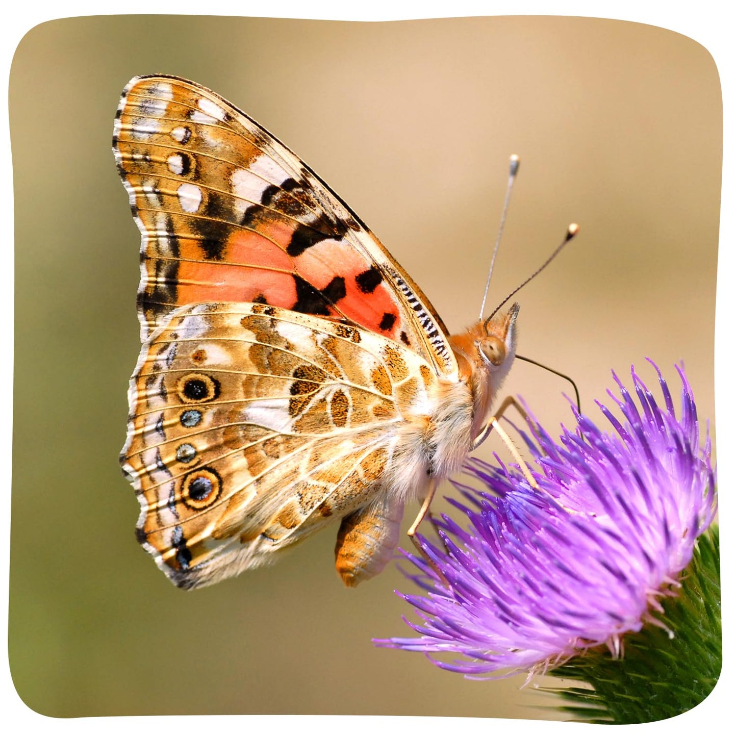 Butterfly Garden with 10 Live Baby Caterpillars - Habitat, Feeder, Chrys-A-Lid Holders, STEM