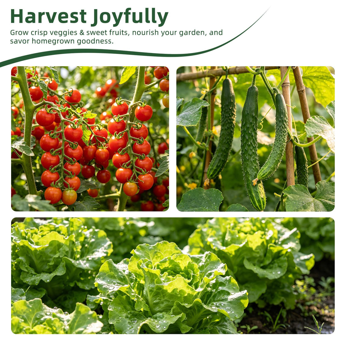 Fall Winter Vegetable Heirloom Seeds-20,000+ High Yield Garden Seeds