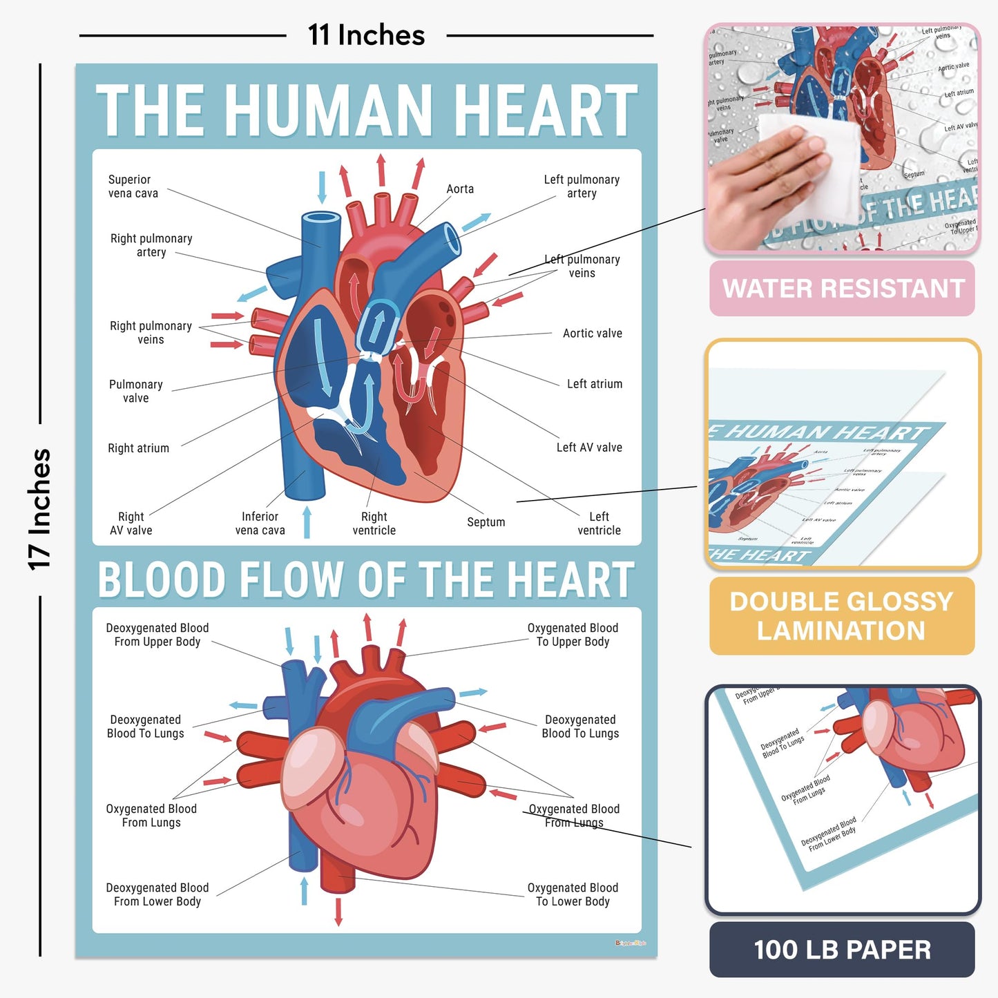 BrightenKidz Science Posters Pack 11x17