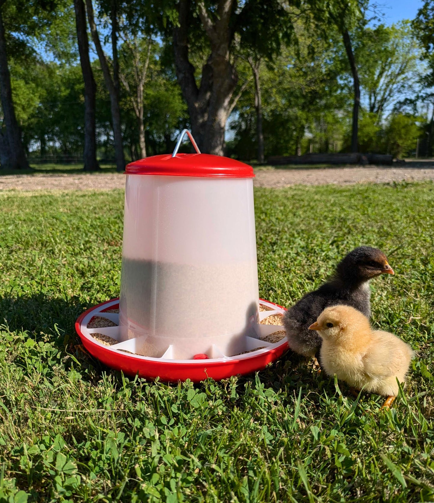 Large Chicken Feeder 11-Pound Capacity for All Poultry | Durable Feeding Container with Carrying Handle