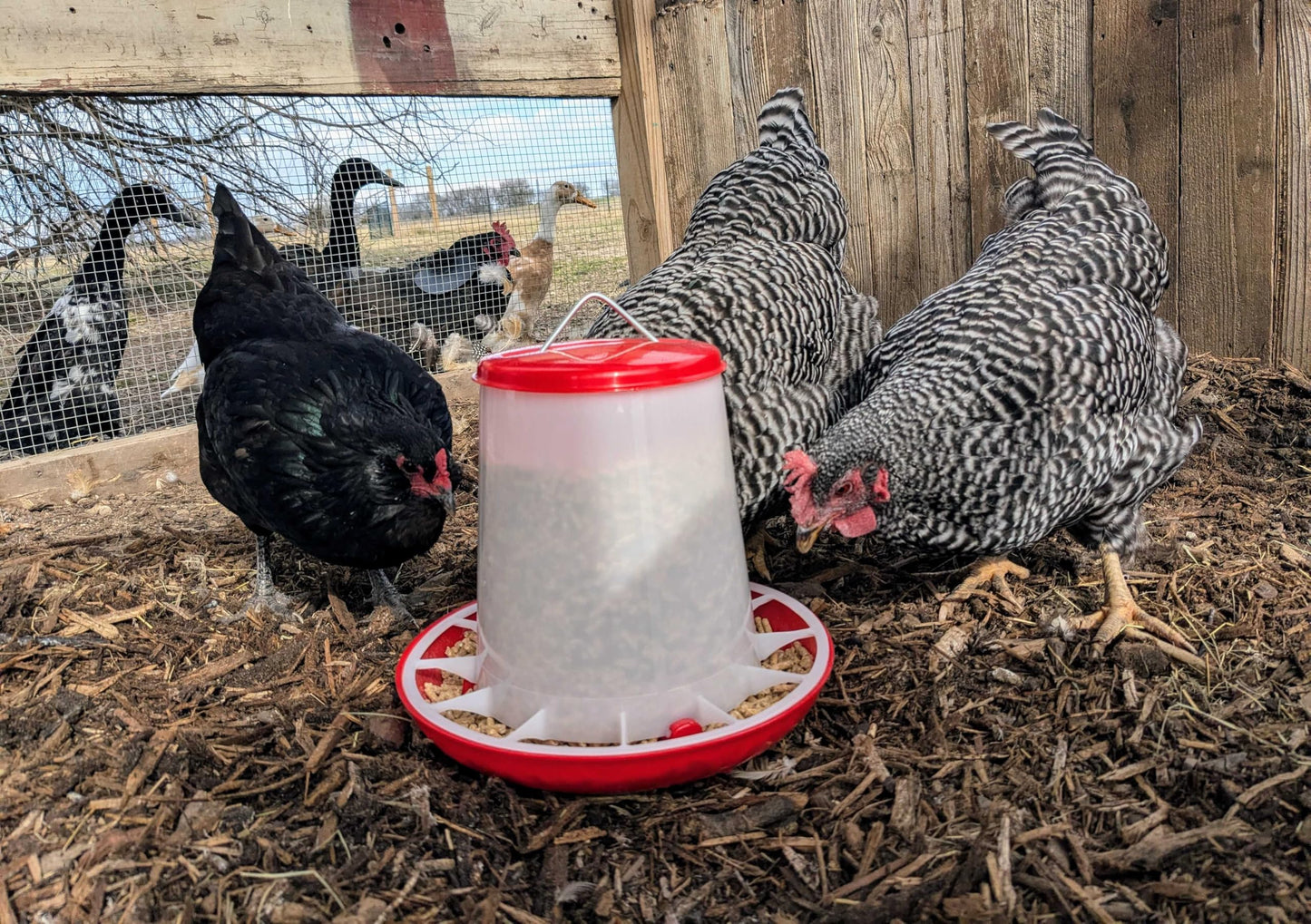 Large Chicken Feeder 11-Pound Capacity for All Poultry | Durable Feeding Container with Carrying Handle