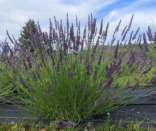 Lavender Plant Pre-Order