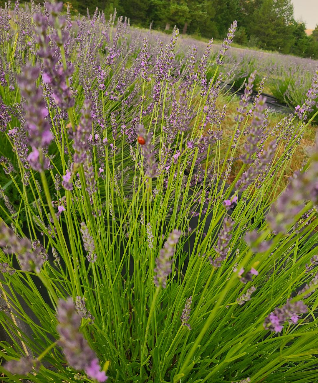 Lavender Plant Pre-Order
