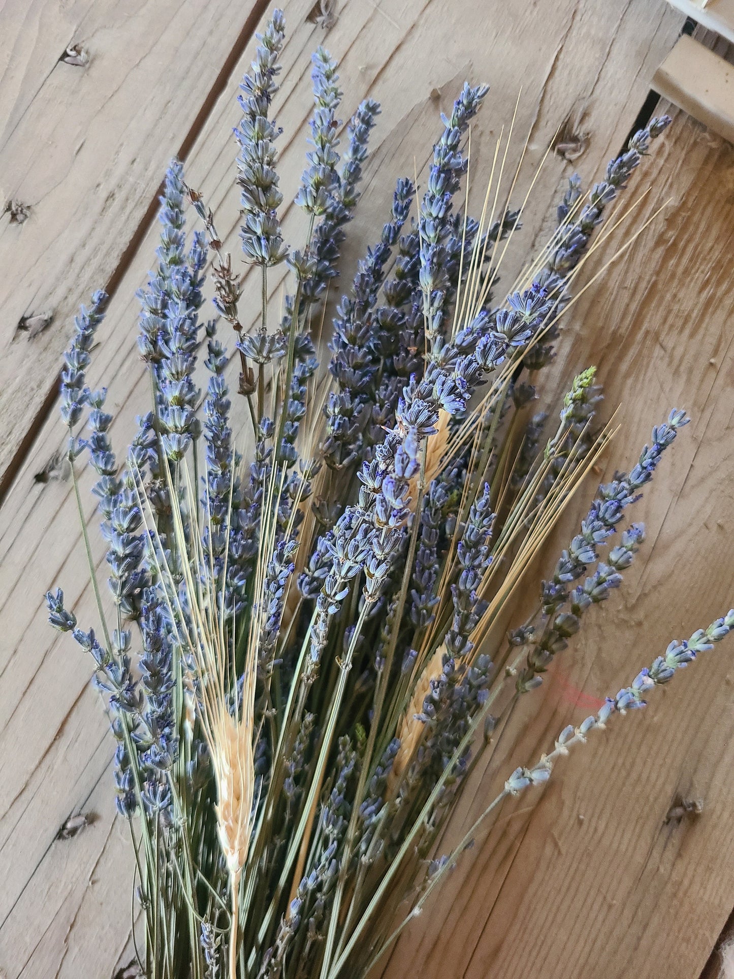 Dried Grosso Lavender Bundles – Meli's Lavender